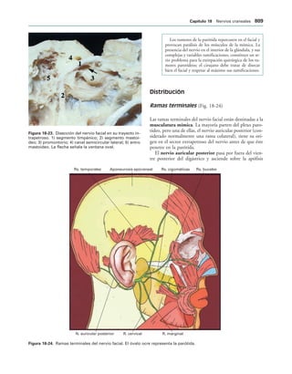 154017468-Anatomia-Humana-Garcia-Porrero-pdf.pdf