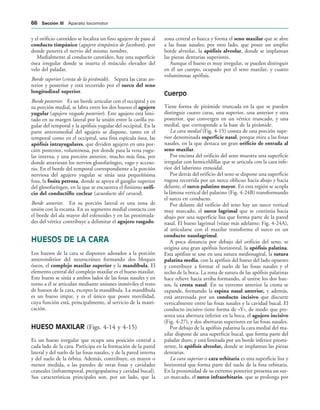 y el orificio carotídeo se localiza un fino agujero de paso al
conducto timpánico (agujero timpánico de Jacobson), por
donde penetra el nervio del mismo nombre.
Medialmente al conducto carotídeo, hay una superficie
ósea irregular donde se inserta el músculo elevador del
velo del paladar.
Borde superior (cresta de la pirámide). Separa las caras an-
terior y posterior y está recorrido por el surco del seno
longitudinal superior.
Borde posterior. Es un borde articular con el occipital y en
su porción medial, se labra entre los dos huesos el agujero
yugular (agujero rasgado posterior). Este agujero está limi-
tado en su margen lateral por la unión entre la carilla yu-
gular del temporal y la apófisis yugular del occipital. En la
parte anteromedial del agujero se dispone, tanto en el
temporal como en el occipital, una fina espícula ósea, las
apófisis intrayugulares, que dividen agujero en una por-
ción posterior, voluminosa, por donde pasa la vena yugu-
lar interna, y una porción anterior, mucho más fina, por
donde atraviesan los nervios glosofaríngeo, vago y acceso-
rio. En el borde del temporal correspondiente a la porción
nerviosa del agujero yugular se sitúa una pequeñísima
fosa, la fosita petrosa, donde se apoya el ganglio superior
del glosofaríngeo, en la que se encuentra el finísimo orifi-
cio del conductillo coclear (acueducto del caracol).
Borde anterior. En su porción lateral es una zona de
unión con la escama. En su segmento medial contacta con
el borde del ala mayor del esfenoides y en las proximida-
des del vértice contribuye a delimitar el agujero rasgado.
HUESOS DE LA CARA
Los huesos de la cara se disponen adosados a la porción
anteroinferior del neurocráneo formando dos bloques
óseos, el complejo maxilar superior y la mandíbula. El
elemento central del complejo maxilar es el hueso maxilar.
Este hueso se sitúa a ambos lados de las fosas nasales y en
torno a él se articulan mediante uniones inmóviles el resto
de huesos de la cara, excepto la mandíbula. La mandíbula
es un hueso impar, y es el único que posee movilidad,
cuya función está, principalmente, al servicio de la masti-
cación.
HUESO MAXILAR (Figs. 4-14 y 4-15)
Es un hueso irregular que ocupa una posición central a
cada lado de la cara. Participa en la formación de la pared
lateral y del suelo de las fosas nasales, y de la pared interna
y del suelo de la órbita. Además, contribuye, en mayor o
menor medida, a las paredes de otras fosas y cavidades
craneales (infratemporal, pterigopalatina y cavidad bucal).
Sus características principales son, por un lado, que la
zona central es hueca y forma el seno maxilar que se abre
a las fosas nasales; por otro lado, que posee un amplio
borde alveolar, la apófisis alveolar, donde se implantan
las piezas dentarias superiores.
Aunque el hueso es muy irregular, se pueden distinguir
en él un cuerpo, ocupado por el seno maxilar, y cuatro
voluminosas apófisis.
Cuerpo
Tiene forma de pirámide truncada en la que se pueden
distinguir cuatro caras, una superior, una anterior y otra
posterior, que convergen en un vértice truncado, y una
medial, que corresponde a la base de la pirámide.
La cara medial (Fig. 4-15) consta de una porción supe-
rior denominada superficie nasal, porque mira a las fosas
nasales, en la que destaca un gran orificio de entrada al
seno maxilar.
Por encima del orificio del seno muestra una superficie
irregular con hemiceldillas que se articula con la cara infe-
rior del laberinto etmoidal.
Por detrás del orificio del seno se dispone una superficie
rugosa recorrida por un surco oblicuo hacia abajo y hacia
delante, el surco palatino mayor. En esta región se acopla
la lámina vertical del palatino (Fig. 4-24B) transformando
el surco en conducto.
Por delante del orificio del seno hay un surco vertical
muy marcado, el surco lagrimal que se continúa hacia
abajo por una superficie lisa que forma parte de la pared
nasal. El hueso lagrimal (véase más adelante; Fig. 4-24A),
al articularse con el maxilar transforma el surco en un
conducto nasolagrimal.
A poca distancia por debajo del orificio del seno, se
origina una gran apófisis horizontal, la apófisis palatina.
Esta apófisis se une en una sutura mediosagital, la sutura
palatina media, con la apófisis del hueso del lado opuesto
y contribuye a formar el suelo de las fosas nasales y el
techo de la boca. La zona de sutura de las apófisis palatinas
hace relieve hacia arriba formando, al unirse los dos hue-
sos, la cresta nasal. En su extremo anterior la cresta se
expande, formando la espina nasal anterior, y además,
está atravesada por un conducto incisivo que discurre
verticalmente entre las fosas nasales y la cavidad bucal. El
conducto incisivo tiene forma de «Y», de modo que pre-
senta una abertura inferior en la boca, el agujero incisivo
(Fig. 4-27), y dos aberturas superiores en las fosas nasales.
Por debajo de la apófisis palatina la cara medial del ma-
xilar dispone de una superficie bucal, que forma parte del
paladar duro, y está limitada por un borde inferior promi-
nente, la apófisis alveolar, donde se implantan las piezas
dentarias.
La cara superior o cara orbitaria es una superficie lisa y
horizontal que forma parte del suelo de la fosa orbitaria.
En la proximidad de su extremo posterior presenta un sur-
co marcado, el surco infraorbitario, que se prolonga por
 3ECCIØN ))) Aparato locomotor
 