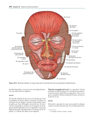 154017468-Anatomia-Humana-Garcia-Porrero-pdf.pdf