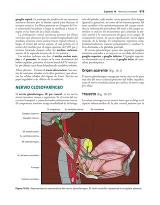 154017468-Anatomia-Humana-Garcia-Porrero-pdf.pdf