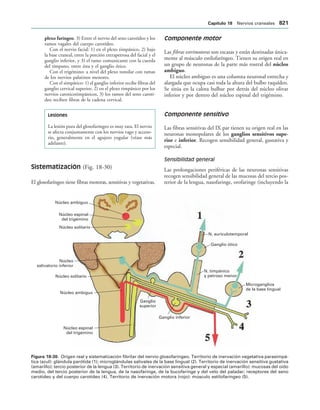 154017468-Anatomia-Humana-Garcia-Porrero-pdf.pdf