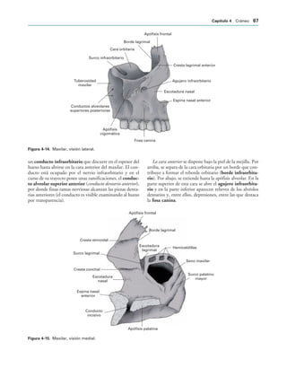 Apófisis frontal
Borde lagrimal
Cara orbitaria
Surco infraorbitario
Tuberosidad
maxilar
Conductos alveolares
superiores posteriores
Apófisis
cigomática
Fosa canina
Espina nasal anterior
Escotadura nasal
Agujero infraorbitario
Cresta lagrimal anterior
IGURA   Maxilar, visión lateral.
Apófisis frontal
Borde lagrimal
Escotadura
lagrimal
Hemiceldillas
Seno maxilar
Surco palatino
mayor
Apófisis palatina
Conducto
incisivo
Espina nasal
anterior
Escotadura
nasal
Cresta conchal
Surco lagrimal
Cresta etmoidal
IGURA   Maxilar, visión medial.
un conducto infraorbitario que discurre en el espesor del
hueso hasta abrirse en la cara anterior del maxilar. El con-
ducto está ocupado por el nervio infraorbitario y en el
curso de su trayecto posee unas ramificaciones, el conduc-
to alveolar superior anterior (conducto dentario anterior),
por donde finas ramas nerviosas alcanzan las piezas denta-
rias anteriores (el conducto es visible examinando al hueso
por transparencia).
La cara anterior se dispone bajo la piel de la mejilla. Por
arriba, se separa de la cara orbitaria por un borde que con-
tribuye a formar el reborde orbitario (borde infraorbita-
rio). Por abajo, se extiende hasta la apófisis alveolar. En la
parte superior de esta cara se abre el agujero infraorbita-
rio y en la parte inferior aparecen relieves de los alvéolos
dentarios y, entre ellos, depresiones, entre las que destaca
la fosa canina.
#APÓTULO  Cráneo 
 