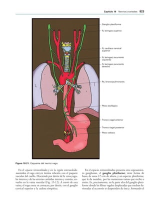154017468-Anatomia-Humana-Garcia-Porrero-pdf.pdf