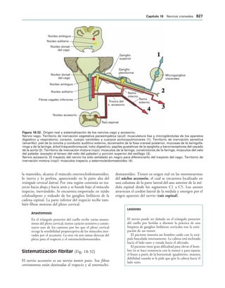 154017468-Anatomia-Humana-Garcia-Porrero-pdf.pdf