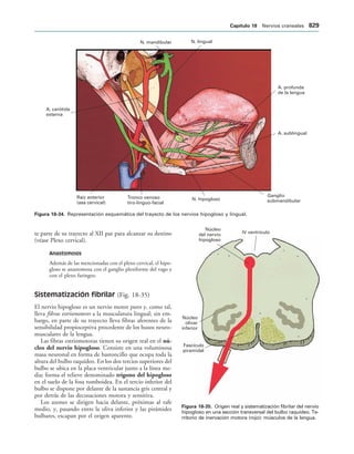 154017468-Anatomia-Humana-Garcia-Porrero-pdf.pdf
