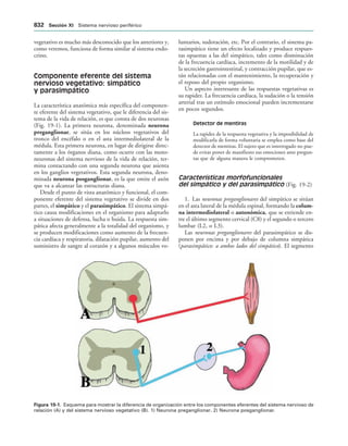 154017468-Anatomia-Humana-Garcia-Porrero-pdf.pdf