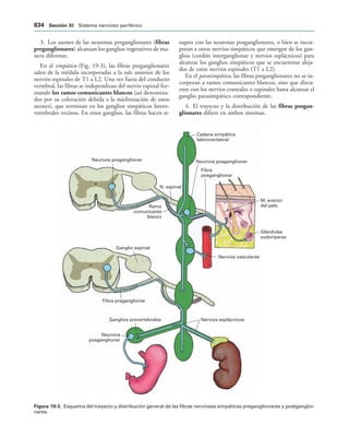 154017468-Anatomia-Humana-Garcia-Porrero-pdf.pdf