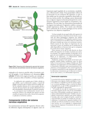 154017468-Anatomia-Humana-Garcia-Porrero-pdf.pdf