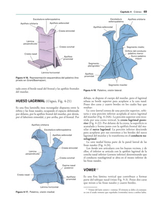 Escotadura esfenopalatina
Apófisis esfenoidal
Apófisis orbitaria
Cresta etmoidal
Cresta conchal
Apófisis
piramidal
Cresta nasal
Lámina
perpendicular
Lámina horizontal
IGURA   Representación esquemática del palatino (Ins-
pirado en Grant/Basmajian).
Apófisis orbitaria
Escotadura esfenopalatina
Apófisis esfenoidal
Cresta etmoidal
Lámina
perpendicular
Cresta conchal
Espina nasal
posterior
Apófisisz
piramidal
Lámina horizontal
Cresta nasal
IGURA   Palatino, visión medial.
Escotadura
esfenopalatina
Apófisis orbitaria
Segmento medio
Orificio del conducto
palatino menor
Surco palatino
mayor
Segmento maxilar
Apófisis
piramidal
Segmento
pterigoideo
Apófisis esfenoidal
IGURA   Palatino, visión lateral.
tado entre el borde nasal del frontal y las apófisis frontales
del maxilar.
HUESO LAGRIMAL (Unguis, Fig. 4-21)
Es una fina laminilla ósea rectangular dispuesta entre la
órbita y las fosas nasales, ocupando el espacio delimitado
por delante, por la apófisis frontal del maxilar, por detrás,
por el laberinto etmoidal, y por arriba, por el frontal. Por
debajo, se dispone el cuerpo del maxilar, pero el lagrimal
rebasa su borde superior para acoplarse a la cara nasal.
Posee dos caras y cuatro bordes en los cuales hay que
resaltar:
La cara lateral consta de una porción superior, orbi-
taria y una porción inferior acoplada al surco lagrimal
del maxilar (Fig. 4-24A). La porción superior está reco-
rrida por una cresta vertical, la cresta lagrimal poste-
rior (Fig. 4-22). Por delante de la cresta, la superficie es
acanalada y forma junto con la apófisis frontal del ma-
xilar el surco lagrimal. La porción inferior desciende
para acoplarse por sus extremos a los bordes del surco
lagrimal del maxilar y lo transforma en el conducto na-
solagrimal.
La cara medial forma parte de la pared lateral de las
fosas nasales (Fig. 4-24).
Los bordes son articulares con los huesos vecinos, y de
ellos, el inferior se articula con la apófisis lagrimal de la
concha nasal inferior (cornete inferior) determinando que
el conducto nasolagrimal se abra en el meato inferior de
las fosas nasales.
VÓMER12
Es una fina lámina vertical que contribuye a formar
parte del tabique nasal (véase Fig. 9-3). Posee dos caras
que miran a las fosas nasales y cuatro bordes.
12
Vómer del latín vomere = vomitar. El término se debe a la semejan-
za con el arado romano que expulsaba (vomitaba) tierra a ambos lados.
#APÓTULO  Cráneo 
 