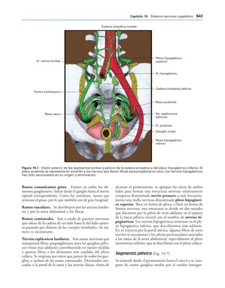 154017468-Anatomia-Humana-Garcia-Porrero-pdf.pdf