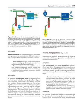 154017468-Anatomia-Humana-Garcia-Porrero-pdf.pdf