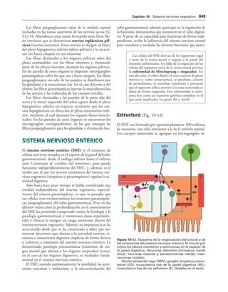 154017468-Anatomia-Humana-Garcia-Porrero-pdf.pdf