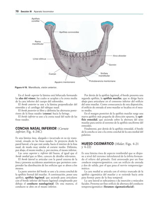Apófisis coronoides
Apófisis
condilar
Rama
mandibular
Línea oblicua
Cuerpo
Agujero mentoniano Protuberancia mentoniana
Sínfisis
mandibular
Gonión
Arco alveolar
IGURA   Mandíbula, visión anterior.
En el borde superior la lámina está bifurcada formando
las alas del vómer, las cuales se acoplan a la cresta media
de la cara inferior del cuerpo del esfenoides.
El borde anterior se une a la lámina perpendicular del
etmoides y al cartílago del tabique nasal.
El borde posterior es libre y delimita las aberturas poste-
riores de la fosas nasales (coanas) hacia la faringe.
El borde inferior se une a la cresta nasal del suelo de las
fosas nasales.
CONCHA NASAL INFERIOR (Cornete
inferior; Fig. 4-24C)
Es una lámina ósea, alargada e incurvada en su eje trans-
versal, situada en las fosas nasales. Se proyecta desde la
pared lateral, a la que está unida, hacia el interior de la fosa
nasal, de modo muy similar al cornete medio. Delimita,
por abajo, el meato medio, y, por encima, el meato inferior.
Las caras superior e inferior del hueso, al igual que el
borde medial que es libre, carecen de detalles relevantes.
El borde lateral es articular con la pared externa de la
fosa y presenta accidentes anatómicos que permiten com-
prender las distribución de los orificios que se abren a los
meatos.
La parte anterior del borde se une a la cresta conchal de
la apófisis frontal del maxilar. A continuación, posee una
apófisis, apófisis lagrimal, que asciende para articularse
con el borde inferior del hueso lagrimal completando por
debajo el conducto nasolagrimal. De esta manera, el
conducto se abre en el meato inferior.
Por detrás de la apófisis lagrimal, el borde presenta una
segunda apófisis, la apófisis maxilar, que se dirige hacia
abajo para articularse en el contorno inferior del orificio
del seno maxilar. Como consecuencia de esta disposición,
el orificio de entrada al seno maxilar se localiza en el mea-
to medio.
En el margen posterior de la apófisis maxilar surge una
nueva apófisis más pequeña de dirección opuesta, la apó-
fisis etmoidal, que asciende sobre la abertura del seno
maxilar para unirse al extremo de la apófisis unciforme del
etmoides.
Finalmente, por detrás de la apófisis etmoidal, el borde
de la concha se une a la cresta conchal de la cara medial del
palatino.
HUESO CIGOMÁTICO (Malar; Figs. 4-21
y 4-22)
Es una lámina ósea de aspecto romboidal que se dispo-
ne a nivel del extremo inferolateral de la órbita forman-
do el relieve del pómulo. Está atravesado por un fino
conducto temporocigomático, con un orificio de entrada
y dos de salida, por el que pasa el nervio temporocigo-
mático.
La cara medial se articula con el vértice truncado de la
apófisis cigomática del maxilar y se extiende hacia atrás
para formar parte de la fosa temporal.
La cara lateral es subcutánea y da inserción a músculos
faciales. Presenta un fino orificio de abertura del conducto
temporocigomático (foramen cigomaticofacial).
 3ECCIØN ))) Aparato locomotor
 