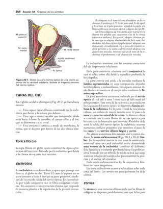 154017468-Anatomia-Humana-Garcia-Porrero-pdf.pdf