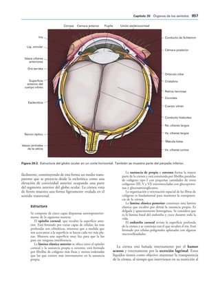 154017468-Anatomia-Humana-Garcia-Porrero-pdf.pdf
