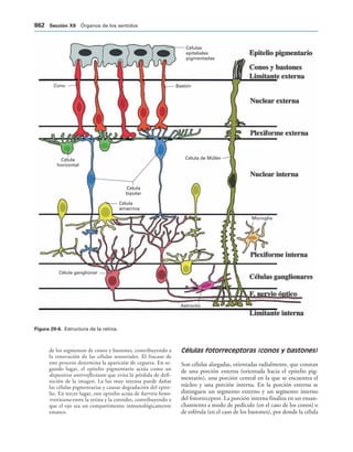 154017468-Anatomia-Humana-Garcia-Porrero-pdf.pdf