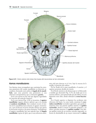 Frontal
Bregma
Sutura coronal
Sutura metópica
Parietal
Hueso nasal
Cavidad orbitaria
Hueso lagrimal
Abertura piriforme
Apófisis alveolar del maxilar
Mandíbula
Agujero mentoniano
Vómer
Agujero infraorbitario
Hueso cigomático
Temporal
Apófisis frontal
Foramen
cigomaticofacial
IGURA   Visión anterior del cráneo (los huesos del neurocráneo se han coloreado).
Ramas mandibulares
Son láminas óseas rectangulares que continúan los extre-
mos posteriores del cuerpo mandibular en dirección as-
cendente, formando entre ambos el ángulo de la mandí-
bula, cuya zona posterior más prominente es una
referencia antropométrica que se denomina gonión.
En la cara externa no hay más que algunas rugosidades
de inserción del músculo masetero.
En la cara interna (Fig. 4-20) se encuentra, el agujero
mandibular (agujero dentario inferior), que es la entrada
al conducto mandibular. Este conducto recorre el inte-
rior de la mandíbula hasta alcanzar el agujero mentonia-
no, y por él discurre el nervio alveolar inferior que aporta
la inervación sensitiva a las piezas dentarias. Ventralmente
al agujero mandibular hay una espícula ósea, la língula
mandibular (espina de Spix), que es una referencia anató-
mica útil para detectar en el vivo, bajo la mucosa de la
mejilla, la posición del orificio.
De los bordes de la rama mandibular, el anterior y el
superior presentan detalles de interés.
En el borde anterior es de destacar que se va bifurcando
a medida que desciende (Fig. 4-19), de modo que en su
extremo inferior, está representado por dos labios con una
depresión entre ellos, donde sobresale la cresta buccina-
triz.
En el borde superior se disponen los accidentes más
relevantes del hueso. La zona media constituye la esco-
tadura mandibular (escotadura sigmoidea), que queda in-
terpuesta entre una potente apófisis anterior, la apófisis
coronoides, donde se inserta el músculo temporal, y un
relieve articular posterior, la apófisis condilar. Esta últi-
ma apófisis consta de un extremo articular engrosado, en
forma de almohadilla de eje mayor transversal, la cabeza
 3ECCIØN ))) Aparato locomotor
 