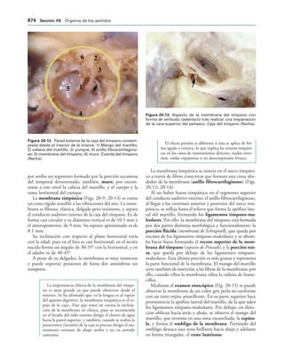 154017468-Anatomia-Humana-Garcia-Porrero-pdf.pdf
