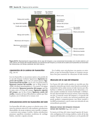 154017468-Anatomia-Humana-Garcia-Porrero-pdf.pdf
