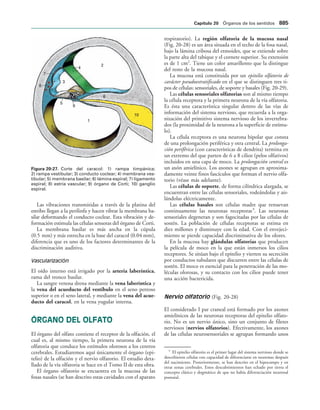 154017468-Anatomia-Humana-Garcia-Porrero-pdf.pdf