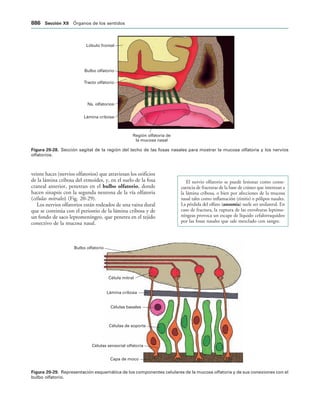 154017468-Anatomia-Humana-Garcia-Porrero-pdf.pdf