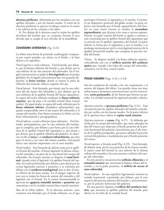 abertura piriforme, delimitada por los maxilares con sus
apófisis frontales y por los huesos nasales. A través de la
abertura piriforme se aprecia el tabique nasal en el centro
y los relieves de los cornetes a los lados.
4) Por debajo de la abertura nasal se sitúan las apófisis
alveolares del maxilar que, en conjunto, forman el arco
alveolar que se acopla al arco alveolar de la mandíbula.
Cavidades orbitarias (Fig. 4-22)
La órbita tiene forma de pirámide cuadrangular compues-
ta por cuatro paredes, un vértice en el fondo, y la base
abierta a la superficie.
Pared superior o techo orbitario. Está formada, por delan-
te, por la lámina orbitaria del frontal, y, por detrás, por la
cara inferior de las alas menores del esfenoides. En el án-
gulo anteroexterno se palpa la fosa lagrimal para la propia
glándula. En el ángulo anterointerno hay una pequeña de-
presión, la fosita troclear, donde se inserta la polea de
reflexión del músculo oblicuo superior del ojo.
Pared lateral. Está formada, por detrás, por la cara orbi-
taria del ala mayor del esfenoides y, por delante, por la
cara orbitaria de la apófisis frontal del hueso cigomático.
Se separa del techo orbitario mediante la fisura orbitaria
superior, que da paso a la cavidad craneal (fosa craneal
media). De igual modo, se separa del suelo orbitario por la
fisura orbitaria inferior (hendidura esfenomaxilar), que
queda comprendida entre el ala mayor del esfenoides y el
cuerpo del maxilar. Esta fisura comunica la órbita con las
fosas infratemporal y pterigopalatina.
Pared inferior, o suelo orbitario (piso orbitario). Está for-
mado, principalmente, por la cara orbitaria del maxilar,
que se completa, por delante y por fuera, por la cara orbi-
taria de la apófisis frontal del cigomático y, por detrás y
por dentro, por la apófisis orbitaria del palatino. Se obser-
van en ella el surco y el conducto infraorbitario, que dan
paso al nervio y los vasos del mismo nombre. Esta pared
ofrece una relación importante con el seno maxilar.
Pared medial. Está formada de delante atrás por la apófi-
sis frontal del maxilar, el hueso lagrimal, la lámina orbita-
ria del etmoides y un poco de la cara lateral del cuerpo del
esfenoides. En la parte anterior se dispone el canal lacri-
mal, situado entre el lagrimal y la apófisis frontal del ma-
xilar. El canal está limitado por delante y por detrás por las
crestas lagrimales anterior y posterior, y se continúa por
debajo con el conducto nasolagrimal, que se abre al mea-
to inferior de las fosas nasales. En el margen superior de
esta cara se sitúan las líneas de suturas del etmoides y del
lagrimal con el frontal. En la sutura frontoetmoidal se
aprecian los agujeros etmoidal anterior y posterior que
comunican con la cavidad craneal (fosa craneal anterior).
Base de la órbita (adito). Es la abertura anterior, cuyo
contorno está limitado por el borde orbitario, en el que
participan el frontal, el cigomático y el maxilar. Constitu-
ye un dispositivo protector del globo ocular. La parte su-
perior esta formada por el borde supraorbitario del fron-
tal, en cuyo tercio interno se localiza la escotadura
supraorbitaria, que da paso a los vasos y nervios supraor-
bitarios. La parte externa del borde es aguda y cortante y
está constituida por la apófisis frontal del cigomático que
se articula con la apófisis cigomática del frontal. La parte
inferior se forma por el cigomático y por el maxilar, y se
prolonga internamente por la cresta lagrimal anterior de la
apófisis frontal del maxilar que compone la porción me-
dial del borde.
Vértice. Se dispone medial a la fisura orbitaria superior,
coincidiendo casi con el orificio anterior del conducto
óptico que, situado a los lados del cuerpo del esfenoides,
comunica con la fosa craneal media.
Fosas nasales (Figs. 4-23 y 4-24)
Son los conductos de entrada a las vías respiratorias y el
asiento del órgano del olfato. Las paredes óseas son muy
anfractuosas y presentan comunicaciones con los senos aé-
reos, senos paranasales, de los huesos que forman sus pa-
redes. La cavidad consta de las siguientes paredes y abertu-
ras:
Apertura anterior, o apertura piriforme (Fig. 4-21). Está
circunscrita por las apófisis frontales del maxilar articula-
das por arriba con los huesos nasales. En la parte inferior
de la apertura hace relieve la espina nasal anterior.
Apertura posterior, o coana (Fig. 4-27). Se delimita por
arriba por el cuerpo del esfenoides, que tiene adosadas las
alas del vómer; por abajo por el borde posterior de la por-
ción horizontal del palatino; lateralmente por el ala inter-
na de la apófisis pterigoides, que posee adosada la porción
vertical del palatino; y medialmente por el borde posterior
del vómer.
Pared superior, o bóveda nasal (Fig. 4-23). Está formada,
de delante atrás, por la cara posterior de los huesos nasales,
la espina nasal del frontal, la cara inferior de la lámina
cribosa del etmoides y las caras anterior e inferior del cuer-
po del esfenoides.
En esta pared se encuentran los orificios olfatorios y el
etmoidal anterior que atraviesan la lámina cribosa del et-
moides, y en la parte posterior, el orificio de acceso al
seno esfenoidal.
Pared inferior. Es una superficie ligeramente cóncava en
sentido transversal, constituida, por delante, por la cara
superior del proceso palatino del maxilar y, posteriormen-
te, por la porción horizontal del palatino.
En esta pared se dispone el orificio del conducto inci-
sivo, que atraviesa la apófisis palatina del maxilar para
abrirse en el techo de la cavidad bucal.
 3ECCIØN ))) Aparato locomotor
 