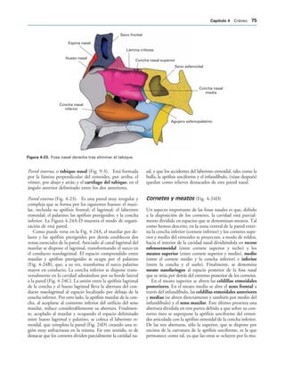 Espina nasal
Hueso nasal
Concha nasal
inferior
Concha nasal
media
Concha nasal superior
Lámina cribosa
Seno esfenoidal
Agujero esfenopalatino
Seno frontal
IGURA   Fosa nasal derecha tras eliminar el tabique.
Pared interna, o tabique nasal (Fig. 9-3). Está formada
por la lámina perpendicular del etmoides, por arriba; el
vómer, por abajo y atrás; y el cartílago del tabique, en el
ángulo anterior delimitado entre los dos anteriores.
Pared externa (Fig. 4-23). Es una pared muy irregular y
compleja que se forma por los siguientes huesos: el maxi-
lar, incluida su apófisis frontal; el lagrimal; el laberinto
etmoidal; el palatino; las apófisis pterigoides; y la concha
inferior. La Figura 4-24A-D muestra el modo de organi-
zación de está pared.
Como puede verse en la Fig. 4-24A, el maxilar por de-
lante y las apófisis pterigoides por detrás establecen dos
zonas esenciales de la pared. Asociado al canal lagrimal del
maxilar se dispone el lagrimal, transformando el surco en
el conducto nasolagrimal. El espacio comprendido entre
maxilar y apófisis pterigoides se ocupa por el palatino
(Fig. 4-24B), que, a su vez, transforma el surco palatino
mayor en conducto. La concha inferior se dispone trans-
versalmente en la cavidad adosándose por su borde lateral
a la pared (Fig. 4-24C). La unión entre la apófisis lagrimal
de la concha y el hueso lagrimal lleva la abertura del con-
ducto nasolagrimal al espacio localizado por debajo de la
concha inferior. Por otro lado, la apófisis maxilar de la con-
cha, al acoplarse al contorno inferior del orificio del seno
maxilar, reduce considerablemente su abertura. Finalmen-
te, acoplado al maxilar y ocupando el espacio delimitado
entre hueso lagrimal y palatino, se coloca el laberinto et-
moidal, que completa la pared (Fig. 24D) creando una re-
gión muy anfractuosa en la misma. En este sentido, es de
destacar que los cornetes dividen parcialmente la cavidad na-
sal, y que los accidentes del laberinto etmoidal, tales como la
bulla, la apófisis unciforme y el infundíbulo, (véase después)
quedan como relieves destacados de esta pared nasal.
Cornetes y meatos (Fig. 4-24D)
Un aspecto importante de las fosas nasales es que, debido
a la disposición de los cornetes, la cavidad está parcial-
mente dividida en espacios que se denominan meatos. Tal
como hemos descrito, en la zona central de la pared exter-
na la concha inferior (cornete inferior) y los cornetes supe-
rior y medio del etmoides se proyectan, a modo de toldos,
hacia el interior de la cavidad nasal dividiéndola en receso
esfenoetmoidal (entre cornete superior y techo) y los
meatos superior (entre cornete superior y medio), medio
(entre el cornete medio y la concha inferior) e inferior
(entre la concha y el suelo). Finalmente, se denomina
meato nasofaríngeo al espacio posterior de la fosa nasal
que se sitúa por detrás del extremo posterior de los cornetes.
En el meato superior se abren las celdillas etmoidales
posteriores. En el meato medio se abre el seno frontal a
través del infundíbulo, las celdillas etmoidales anteriores
y medias (se abren directamente y también por medio del
infundíbulo) y el seno maxilar. Este último presenta una
abertura dividida en tres partes debido a que sobre su con-
torno óseo se superpone la apófisis unciforme del etmoi-
des articulada con la apófisis etmoidal de la concha inferior.
De las tres aberturas, sólo la superior, que se dispone por
encima de la curvatura de la apófisis unciforme, es la que
permanece como tal, ya que las otras se ocluyen por la mu-
#APÓTULO  Cráneo 
 