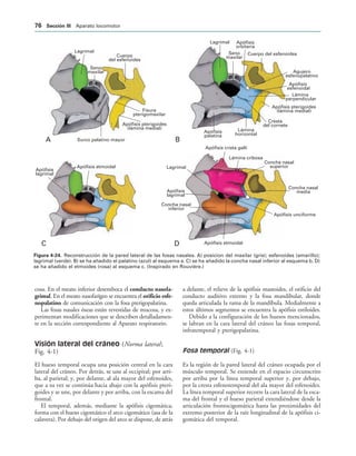 Apófisis crista galli
Lámina cribosa
Concha nasal
superior
Concha nasal
media
Apófisis unciforme
Apófisis etmoidal
Concha nasal
inferior
Apófisis
lagrimal
Lagrimal
Lagrimal
Seno
maxilar
Apófisis
orbitaria
Cuerpo del esfenoides
Apófisis
palatina
Lámina
horizontal
Cresta
del cornete
Apófisis pterigoides
(lámina medial)
Lámina
perpendicular
Apófisis
esfenoidal
Agujero
esfenopalatino
Apófisis etmoidal
Apófisis
lagrimal
Lagrimal
Seno
maxilar
Cuerpo
del esfenoides
Fisura
pterigomaxilar
Apófisis pterigoides
(lámina medial)
Surco palatino mayor
A B
D
C
IGURA   Reconstrucción de la pared lateral de las fosas nasales. A) posicion del maxilar (gris); esfenoides (amarillo);
lagrimal (verde). B) se ha añadido el palatino (azul) al esquema a. C) se ha añadido la concha nasal inferior al esquema b. D)
se ha añadido el etmoides (rosa) al esquema c. (Inspirado en Rouvière.)
cosa. En el meato inferior desemboca el conducto nasola-
grimal. En el meato nasofarígeo se encuentra el orificio esfe-
nopalatino de comunicación con la fosa pterigopalatina.
Las fosas nasales óseas están revestidas de mucosa, y ex-
perimentan modificaciones que se describen detalladamen-
te en la sección correspondiente al Aparato respiratorio.
Visión lateral del cráneo (Norma lateral;
Fig. 4-1)
El hueso temporal ocupa una posición central en la cara
lateral del cráneo. Por detrás, se une al occipital; por arri-
ba, al parietal; y, por delante, al ala mayor del esfenoides,
que a su vez se continúa hacia abajo con la apófisis pteri-
goides y se une, por delante y por arriba, con la escama del
frontal.
El temporal, además, mediante la apófisis cigomática,
forma con el hueso cigomático el arco cigomático (asa de la
calavera). Por debajo del origen del arco se dispone, de atrás
a delante, el relieve de la apófisis mastoides, el orificio del
conducto auditivo externo y la fosa mandibular, donde
queda articulada la rama de la mandíbula. Medialmente a
estos últimos segmentos se encuentra la apófisis estiloides.
Debido a la configuración de los huesos mencionados,
se labran en la cara lateral del cráneo las fosas temporal,
infratemporal y pterigopalatina.
Fosa temporal (Fig. 4-1)
Es la región de la pared lateral del cráneo ocupada por el
músculo temporal. Se extiende en el espacio circunscrito
por arriba por la línea temporal superior y, por debajo,
por la cresta esfenotemporal del ala mayor del esfenoides.
La línea temporal superior recorre la cara lateral de la esca-
ma del frontal y el hueso parietal extendiéndose desde la
articulación frontocigomática hasta las proximidades del
extremo posterior de la raíz longitudinal de la apófisis ci-
gomática del temporal.
 3ECCIØN ))) Aparato locomotor
 