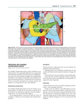 154017468-Anatomia-Humana-Garcia-Porrero-pdf.pdf