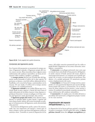 154017468-Anatomia-Humana-Garcia-Porrero-pdf.pdf