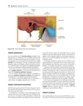 Agujero
oval
Fisura
timpanoescamosa
Arco
cigomático
Apófisis
estiloides
Apófisis pterigoides
(lámina lateral)
Tuberosidad
maxilar
Hendidura
pterigomaxilar
Hueso
cigomático
Ala mayor
IGURA   Visión lateral de la fosa infratemporal.
Región palatonasal
Está constituida por la bóveda palatina (paladar óseo),
formada por la confluencia de las apófisis palatinas del
maxilar y las láminas horizontales de los palatinos. La bó-
veda palatina está contorneada perifericamente por el arco
alveolar de los maxilares, en el que se implantan las piezas
dentarias superiores. Adosada a cada extremo del arco alveo-
lar, se observa la parte más inferior de las apófisis pterigoides,
a las que está asociada la apófisis piramidal del palatino.
En la parte anterior y media de la bóveda palatina se
abre el agujero incisivo, y en la porción más posterior y
lateral, los conductos palatinos mayores.
En el extremo inferior de las apófisis pterigoides se
abren los conductos palatinos menores en la superficie
correspondiente a la apófisis piramidal del palatino
Por detrás y encima del paladar óseo se encuentran, a
ambos lados, las coanas, separadas por el vómer.
Región esfenopetromastoidea
Está formada por la porción del hueso temporal y de las
alas mayores del esfenoides que participan en la construc-
ción de la base del cráneo.
Lateralmente, se encuentra la fosa infratemporal, limi-
tada por fuera por el arco cigomático. En el límite poste-
rior del arco, se dispone la fosa mandibular y delante de
ella el tubérculo articular. Por delante de estas estructuras,
la porción del ala mayor del esfenoides forma la pared
superior de la fosa infratemporal, donde se encuentran el
agujero oval y el agujero espinoso, atravesados, respectiva-
mente, por la rama mandibular del trigémino y la arteria
meníngea media.
En el plano medial las coanas marcan el límite con la
región palatonasal. A los lados de las coanas están las apó-
fisis pterigoides, que delimitan, entre sus alas, la fosa pteri-
goidea y, en la parte más superior, la fosita escafoidea.
También en la línea media, y por detrás del cuerpo esfe-
noidal, aparece el extremo anterior de la porción basilar del
occipital. Lateralmente a ella, se sitúa la cara inferior de la
porción petrosa del temporal, atravesada en el centro por el
agujero carotídeo. Alrededor de este agujero, se disponen nu-
merosos accidentes que ya se han descrito (Fig. 4-12). Más
lateralmente, se encuentra el extremo de la apófisis mastoi-
des, delimitado medialmente por la escotadura mastoidea.
En la zona de convergencia entre el borde posterior del
ala mayor del esfenoides, el cuerpo esfenoidal, el vértice de
la porción petrosa del temporal y la porción basilar del
hueso occipital se delimita un amplio orificio, el agujero
rasgado (foramen lacerum), que en el sujeto vivo está
ocluido por una membrana fibrosa.
Región occipital
Está representada por la cara exocraneal del hueso occipi-
tal y por la zona de unión de este con la porción petrosa
 3ECCIØN ))) Aparato locomotor
 