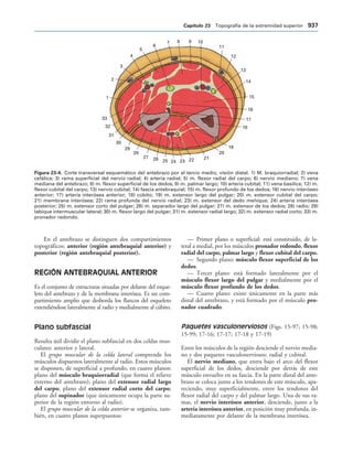 154017468-Anatomia-Humana-Garcia-Porrero-pdf.pdf