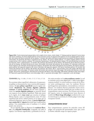 154017468-Anatomia-Humana-Garcia-Porrero-pdf.pdf