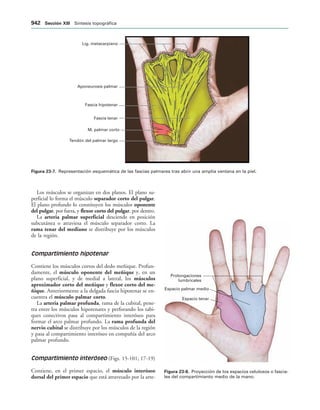 154017468-Anatomia-Humana-Garcia-Porrero-pdf.pdf