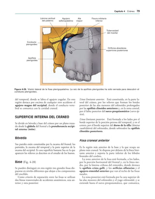 Lámina vertical
del palatino
Agujero
esfenopalatino
Ala
mayor
Fisura orbitaria
inferior
Tuberosidad
del maxilar
Orificios alveolares
superiores posteriores
Apófisis
pterigoides
Conducto
pterigoideo
IGURA   Visión lateral de la fosa pterigopalatina. La raíz de la apófisis pterigoides ha sido serrada para descubrir el
conducto pterigoideo.
del temporal, donde se labra el agujero yugular. En esta
región destaca por encima de cualquier otro accidente el
agujero magno del occipital, donde el conducto verte-
bral se comunica con la cavidad craneal.
SUPERFICIE INTERNA DEL CRÁNEO
Se divide en bóveda y base del cráneo por un plano traza-
do desde la glabela del frontal a la protuberancia occipi-
tal externa (inión).
Bóveda
Sus paredes están constituidas por la escama del frontal, los
parietales, la escama del temporal y la parte superior de la
escama del occipital. Es una superficie bastante lisa en la que
aparecen los relieves ya descritos en el estudio de los huesos.
Base (Fig. 4-28)
Se pueden distinguir en esta región tres grandes fosas dis-
puestas en niveles diferentes que alojan a los componentes
del encéfalo.
Como criterio de separación entre las fosas se utilizan
dos líneas transversales de accidentes anatómicos, una an-
terior y otra posterior:
Línea limitante anterior. Está constituida, en la parte la-
teral del cráneo, por los relieves que forman los bordes
posterior de las alas menores del esfenoides prolongados
por las apófisis clinoides anteriores y, en la zona central,
por el labio posterior del surco prequiasmático (surco óp-
tico).
Línea limitante posterior. Está formada a los lados por el
borde superior de la porción petrosa del temporal, y en el
centro, por el borde superior del dorso de la silla (lámina
cuadrilátera) del esfenoides, donde sobresalen las apófisis
clinoides posteriores.
Fosa craneal anterior
Es la región más anterior de la base y la que ocupa un
plano más craneal. Se dispone por delante de la línea limi-
tante anterior y soporta la parte inferior de los lóbulos
frontales del cerebro.
La zona anterior de la fosa está formada, a los lados,
por la porción horizontal del frontal y, en la línea me-
dia, por la lámina cribosa del etmoides, donde destaca
la apófisis crista galli, y los orificios olfatorios y el
agujero etmoidal anterior que van al techo de las fosas
nasales.
La zona posterior está formada por la cara superior de
las alas menores del esfenoides y el yugo esfenoidal, y se
extiende hasta el surco prequiasmático, que comunica,
#APÓTULO  Cráneo 
 