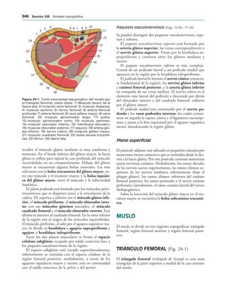 154017468-Anatomia-Humana-Garcia-Porrero-pdf.pdf