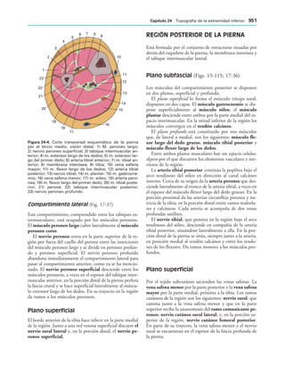 154017468-Anatomia-Humana-Garcia-Porrero-pdf.pdf