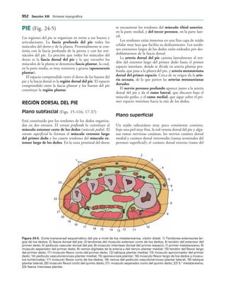 154017468-Anatomia-Humana-Garcia-Porrero-pdf.pdf