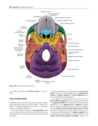 Agujero incisivo
Arco alveolar
Bóveda palatina
Lámina horizontal
del palatino
Conducto palatino mayor
Conducto palatino menor
Fisura orbitaria inferior
Coana
Vómer
Tubérculo articular
Fosa mandibular
Fisura timpanoescamosa
Conducto auditivo
externo
Agujero estilomastoideo
Apófisis mastoides
Línea nucal inferior
Línea nucal superior
Protuberancia occipital
externa
Agujero
magno
Cóndilo
occipital
Agujero
yugular
Apófisis
estiloides
Orificio inferior
del conducto
carotídeo
Agujero
espinoso
Agujero
rasgado
Agujero
oval
Cresta
esfenotemporal
Fosa
pterigoidea
IGURA   Visión inferior del cráneo.
a sus lados, por medio del conducto óptico, con la ór-
bita.
Fosa craneal media
Se dispone entre las dos líneas limitantes. Ocupa un plano
ligeramente más caudal que la fosa anterior y aloja, a los
lados, a los lóbulos temporales del cerebro, y, en el plano
medio, a la glándula hipofisaria.
En la zona central se dispone la fosa hipofisaria (silla
turca), y a los lados, la cara endocraneal de las alas mayores
del esfenoides y la cara anterior de la porción petrosa del
temporal.
Dentro de los relieves de la fosa destacan el surco caro-
tídeo a los lados de la fosa hipofisaria y la eminencia ar-
queada, el tegmen timpani y la fosita trigeminal en la
cara anterior de la porción petrosa.
Los orificios de comunicación de esta fosa son: 1) la
fisura orbitaria superior, de comunicación con la órbita;
2) el agujero redondo, de comunicación con la fosa pteri-
gopalatina; 3) Los agujeros oval y espinoso (redondo
menor), ambos de comunicación con la fosa infratempo-
ral; 4) los hiatos de los nervios petrosos mayor y menor,
por donde emergen estos nervios desde el interior de la
porción petrosa del temporal; 5) el agujero rasgado (fora-
men lacerum), que está ocluido por una membrana; y 6) el
orificio interno del conducto carotídeo, situado en el
 3ECCIØN ))) Aparato locomotor
 
