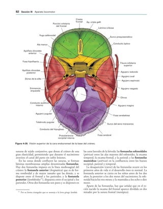 Cresta
frontal
Porción orbitaria
del frontal
Ap. crista galli
Lámina cribosa
Surco prequiasmático
Conducto óptico
Fisura orbitaria
superior
Agujero redondo
Agujero oval
Agujero espinoso
Agujero rasgado
Clivus
Agujero magno
Fosa cerebelosa
Surco del seno transverso
Fosa cerebral
Protuberancia
occipital interna
Conducto del hipogloso
Tubérculo yugular
Agujero yugular
Conducto auditivo
interno
Eminencia
arqueada
Dorso de la silla
Apófisis clinoides
posterior
Fosa hipofisaria
Apófisis clinoides
anterior
Ala menor
Yugo esfenoidal
IGURA   Visión superior de la cara endocraneal de la base del cráneo.
suturas de tejido conjuntivo, que dotan al cráneo de una
gran elasticidad, permitiendo que durante el nacimiento
atraviese el canal del parto sin sufrir lesiones.
En las zonas donde confluyen las suturas, se forman
láminas membranosas amplias denominadas fontanelas.
Hay dos fontanelas impares en la línea mediosagital del
cráneo: la fontanela anterior (bregmática) que es de for-
ma romboidal y de mayor tamaño que las demás, y se
dispone entre el frontal y los parietales; y la fontanela
posterior (lambdoidea15
), dispuesta entre el occipital y los
parietales. Otras dos fontanelas son pares y se disponen en
las caras laterales de la bóveda: las fontanelas esfenoidales
(ptéricas) entre las alas mayores del esfenoides, la escama
temporal, la escama frontal, y la parietal; y las fontanelas
mastoideas (astéricas) en la confluencia entre los huesos
occipital, parietal y temporal.
La desaparición (cierre) de las fontanelas ocurre en los
primeros años de vida si el desarrollo óseo es normal. La
fontanela anterior se cierra en los niños antes de los dos
años; la posterior a los dos meses del nacimiento; la esfe-
noidal hacia los tres meses; y la mastoidea a los ocho o diez
meses.
Aparte de las fontanelas, hay que señalar que en el re-
cién nacido la escama del frontal aparece dividida en dos
mitades por la sutura frontal (metópica).
15
Por su forma triangular que se asemeja a la letra griega lambda.
 3ECCIØN ))) Aparato locomotor
 