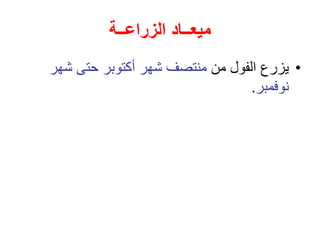 ‫الزراعــة‬ ‫ميعــاد‬
•
‫من‬ ‫الفول‬ ‫يزرع‬
‫شهر‬ ‫حتى‬ ‫أكتوبر‬ ‫شهر‬ ‫منتصف‬
‫نوفمبر‬
.
 
