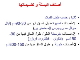 ‫البسلة‬ ‫أصناف‬
‫و‬
‫تقسيم‬
‫ات‬
‫ها‬
•
‫ثانيا‬
:
‫النبات‬ ‫طول‬ ‫حسب‬
•
1
-
‫أصناف‬
‫قصيرة‬
‫من‬ ‫فيها‬ ‫الساق‬ ‫طول‬
30
-
90
‫سم‬
(
‫ليتل‬
‫مارفل‬
–
‫بروجرس‬
9
-
‫بى‬ ‫ماستر‬
)
•
2
-
‫أصناف‬
‫متوسطة‬
‫من‬ ‫فيها‬ ‫الساق‬ ‫طول‬ ‫الطول‬
90
-
150
‫سم‬
(
‫لنكولن‬
–
‫فريزر‬ ‫فيكتورى‬
)
•
3
-
‫أصناف‬
‫طويلة‬
‫من‬ ‫فيها‬ ‫الساق‬ ‫طول‬ ‫و‬
150
-
300
‫سم‬
 