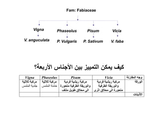 Fam: Fabiaceae
Vicia
Phaseolus
Vigna
V. faba
P. Sativum
P. Vulgaris
V. anguculata
Vicia
Pisum
Phaseolus
Vigna
‫األربعة؟‬ ‫األجناس‬ ‫بين‬ ‫التمييز‬ ‫يمكن‬ ‫كيف‬
Pisum
 