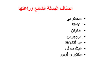 ‫زراعتها‬ ‫الشائع‬ ‫البسلة‬ ‫اصناف‬
•
-
‫بى‬ ‫ماستر‬
•
-
‫االسكا‬
•
-
‫لنكولن‬
•
-
‫بروجرس‬
•
-
‫بيرفكشن‬
9
•
-
‫مارفل‬ ‫ليتل‬
•
-
‫فريزر‬ ‫فكتورى‬
 