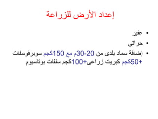 ‫للزراعة‬ ‫األرض‬ ‫إعداد‬
•
‫عفير‬
•
‫حراتى‬
•
‫من‬ ‫بلدى‬ ‫سماد‬ ‫إضافة‬
20
-
30
‫مع‬ ‫م‬
150
‫كجم‬
‫سوبرفوسفات‬
+
50
‫كجم‬
‫زراعى‬ ‫كبريت‬
+
100
‫بوتاسيوم‬ ‫سلفات‬ ‫كجم‬
 