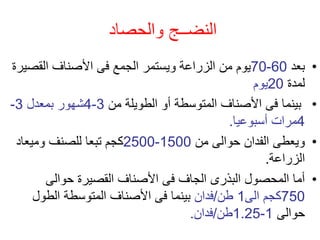 ‫والحصاد‬ ‫النضــج‬
•
‫بعد‬
60
-
70
‫القصي‬ ‫األصناف‬ ‫فى‬ ‫الجمع‬ ‫ويستمر‬ ‫الزراعة‬ ‫من‬ ‫يوم‬
‫رة‬
‫لمدة‬
20
‫يوم‬
•
‫من‬ ‫الطويلة‬ ‫أو‬ ‫المتوسطة‬ ‫األصناف‬ ‫فى‬ ‫بينما‬
3
-
4
‫بمعدل‬ ‫شهور‬
3
-
4
‫أسبوعيا‬ ‫مرات‬
.
•
‫من‬ ‫حوالى‬ ‫الفدان‬ ‫ويعطى‬
1500
-
2500
‫وميعاد‬ ‫للصنف‬ ‫تبعا‬ ‫كجم‬
‫الزراعة‬
.
•
‫حوالى‬ ‫القصيرة‬ ‫األصناف‬ ‫فى‬ ‫الجاف‬ ‫البذرى‬ ‫المحصول‬ ‫أما‬
750
‫الى‬ ‫كجم‬
1
‫طن‬
/
‫فدان‬
‫الطول‬ ‫المتوسطة‬ ‫األصناف‬ ‫فى‬ ‫بينما‬
‫حوالى‬
1
-
1.25
‫طن‬
/
‫فدان‬
.
 