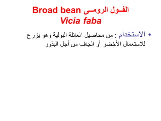 ‫الرومــى‬ ‫الفــول‬
Broad bean
Vicia faba
•
‫االستخدام‬
:
‫يزرع‬ ‫وهو‬ ‫البولية‬ ‫العائلة‬ ‫محاصيل‬ ‫من‬
‫البذور‬ ‫أجل‬ ‫من‬ ‫الجاف‬ ‫أو‬ ‫األخضر‬ ‫لالستعمال‬
 