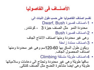 ‫الفاصوليا‬ ‫فى‬ ‫األصنــاف‬
‫الى‬ ‫النبات‬ ‫طول‬ ‫حسب‬ ‫على‬ ‫الفاصوليا‬ ‫اصناف‬ ‫تقسم‬
:
•
1
-
‫قصيرة‬ ‫اصناف‬
Dwarf, Bush
‫النمو‬ ‫محدودة‬
‫جيزة‬ ‫الصنف‬ ‫مثل‬
3
-
‫كونتندر‬
.
•
2
-
‫قصيرة‬ ‫اصناف‬
Bush
‫الجاف‬ ‫االنتاج‬ ‫اصناف‬ ‫ومنها‬ ‫محدودة‬ ‫غير‬ ‫وهى‬
•
3
-
‫زاحفة‬ ‫ممتدة‬ ‫اصناف‬
‫بها‬ ‫الساق‬ ‫طول‬ ‫ويكون‬
60
-
120
‫ومنها‬ ‫محدودة‬ ‫غير‬ ‫وهى‬ ‫سم‬
‫الجاف‬ ‫المحصول‬ ‫اصناف‬
.
•
4
-
‫متسلقة‬ ‫طويلة‬ ‫اصناف‬
Climbing
‫س‬
‫وسالمياتها‬ ‫دعامات‬ ‫الى‬ ‫وتحتاج‬ ‫محدودة‬ ‫غير‬ ‫وهى‬ ‫طويلة‬ ‫اقها‬
‫كنتكى‬ ‫الصنف‬ ‫مثل‬ ‫النضج‬ ‫متنأخرة‬ ‫ايضا‬ ‫وهى‬ ‫طويلة‬
.
 