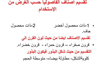 ‫الغرض‬ ‫حسب‬ ‫الفاصوليا‬ ‫أصناف‬ ‫تقسيم‬
‫من‬
‫اإلستخدام‬
•
1
-
‫أخضر‬ ‫محصول‬ ‫ذات‬
2
-
‫محصول‬ ‫ذات‬
‫جاف‬
.
‫الى‬ ‫القرن‬ ‫لون‬ ‫حيث‬ ‫من‬ ‫ايضا‬ ‫االصناف‬ ‫تقسيم‬
•
‫صفراء‬ ‫قرون‬
–
‫حمراء‬ ‫قرون‬
-
‫خضراء‬ ‫قرون‬
.
‫البذور‬ ‫فيكون‬ ‫البذور‬ ‫شكل‬ ‫حيث‬ ‫من‬ ‫التقسيم‬
‫كلويةالشكل‬
-
‫بيضاء‬ ‫مطاولة‬
-
‫الحجم‬ ‫متوسطة‬
 