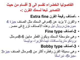 ‫الى‬ ‫تقسم‬ ‫الخضراء‬ ‫الفاصوليا‬
3
‫حيث‬ ‫من‬ ‫أقسام‬
‫القرن‬ ‫لسمك‬ ‫تبعا‬ ‫التصدير‬
:
-
•
-
‫القرن‬ ‫رفيعة‬ ‫أصناف‬
Extra fine
•
‫عن‬ ‫يزيد‬ ‫ال‬ ‫والقرن‬
6
‫الصنف‬ ‫مثل‬ ‫السمك‬ ‫فى‬ ‫مم‬
‫جيزة‬
4
‫نيل‬ ‫رويال‬،‫مورجان‬،
‫مصر‬ ‫فى‬ ‫تزرع‬ ‫االصناف‬ ‫وهذه‬
.
•
2
-
‫أصناف‬
Fine type
•
‫مابين‬ ‫القطر‬ ‫ويكون‬ ‫السمك‬ ‫متوسطة‬ ‫وهى‬
6
-
8
‫مم‬
.
‫مثل‬
‫برونكو‬
-
‫نارينا‬
-
‫سافانا‬
-
‫تيما‬
-
‫اكزيرا‬
-
‫بوليستا‬
•
3
-
‫أصناف‬
Bobby type
•
‫من‬ ‫أكثر‬ ‫وقطره‬ ‫القرن‬ ‫سميكة‬ ‫وهى‬
8
‫مم‬
.
‫الصنف‬ ‫مثل‬
‫جيزه‬
3
-
‫جيزه‬
6
-
‫نبراسكا‬
 